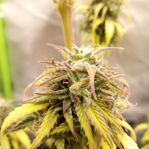 Watermelon auto Housebrand growlog timeline photo