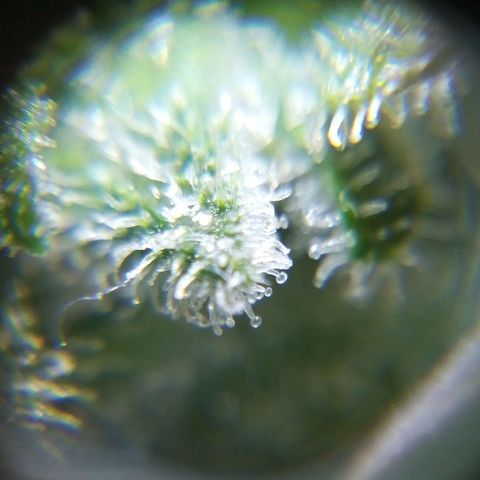 Watermelon auto Housebrand growlog timeline photo