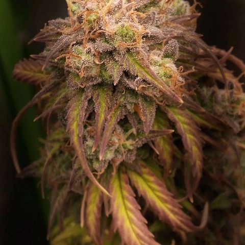 Watermelon auto Housebrand growlog photo: Getting ready. Took al lot of vanleafs off 