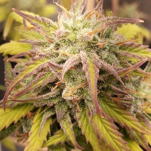 Watermelon auto Housebrand growlog photo: Getting ready. Took al lot of vanleafs off 