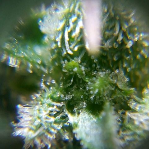 Watermelon auto Housebrand growlog photo: Getting ready. Took al lot of vanleafs off 