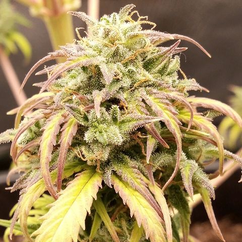 Watermelon auto Housebrand growlog photo: Getting ready. Took al lot of vanleafs off 