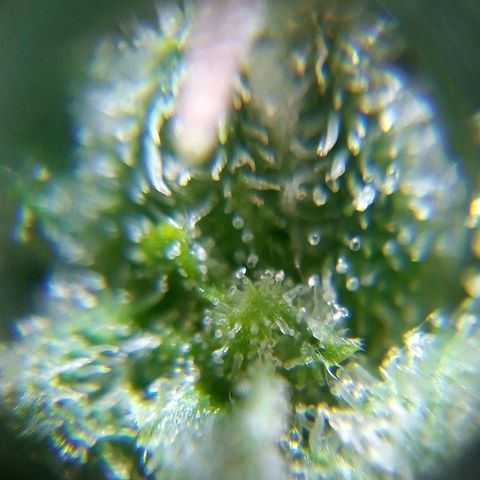 Watermelon auto Housebrand growlog photo: Getting ready. Took al lot of vanleafs off 