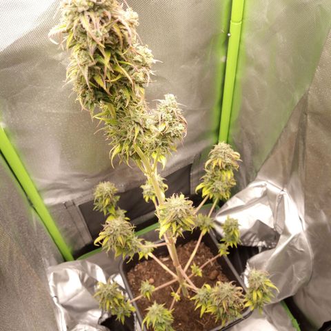 Watermelon auto Housebrand growlog photo: Getting ready. Took al lot of vanleafs off 