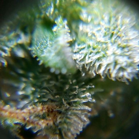 Watermelon auto Housebrand growlog photo: See some amber in trichomes. Time to harvest.