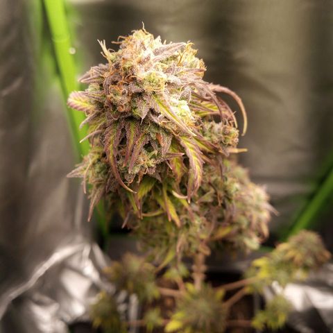 Watermelon auto Housebrand growlog photo: See some amber in trichomes. Time to harvest.