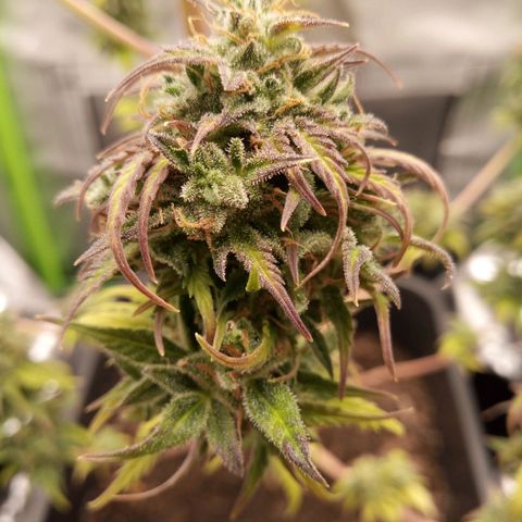 Watermelon auto Housebrand growlog photo: See some amber in trichomes. Time to harvest.