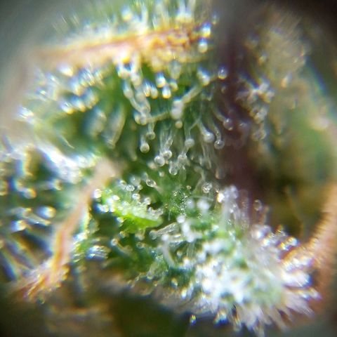 Watermelon auto Housebrand growlog photo: See some amber in trichomes. Time to harvest.
