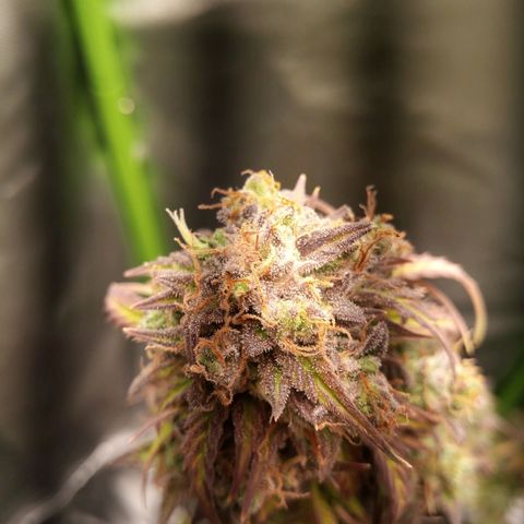 Watermelon auto Housebrand growlog photo: See some amber in trichomes. Time to harvest.