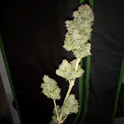 Watermelon auto Housebrand growlog timeline photo