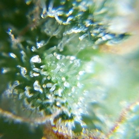 Watermelon auto Housebrand growlog timeline photo