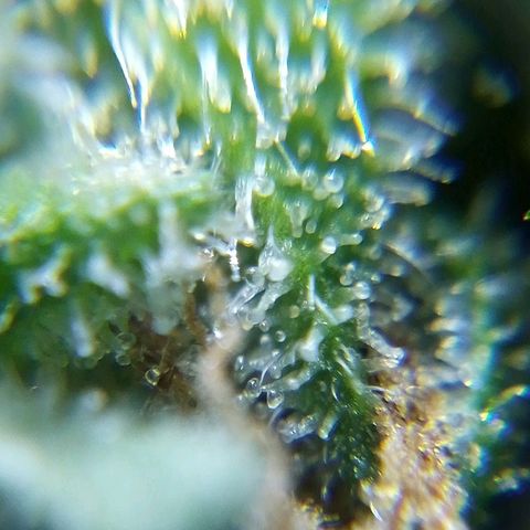 Watermelon auto Housebrand growlog timeline photo