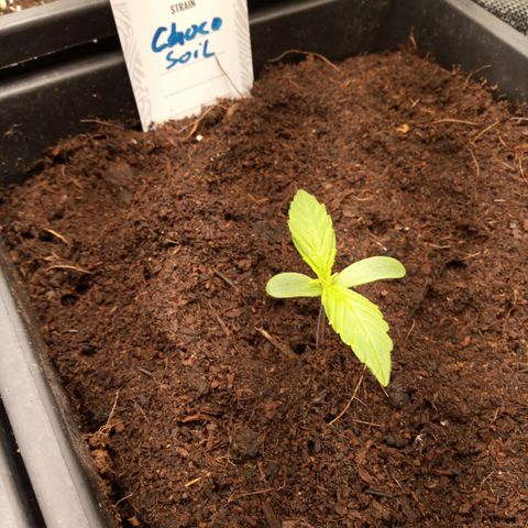 Chocolope*2 + Sherbet Queen 👑 growlog photo: They are alle kinda up. 2 look like they have problems growing out of the stem. Had it before outside too with this chocolope seeds. I thought something ate it. Now I'm not so sure anymore 😊