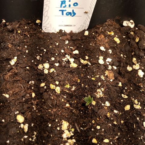 Chocolope*2 + Sherbet Queen 👑 growlog photo: They are alle kinda up. 2 look like they have problems growing out of the stem. Had it before outside too with this chocolope seeds. I thought something ate it. Now I'm not so sure anymore 😊
