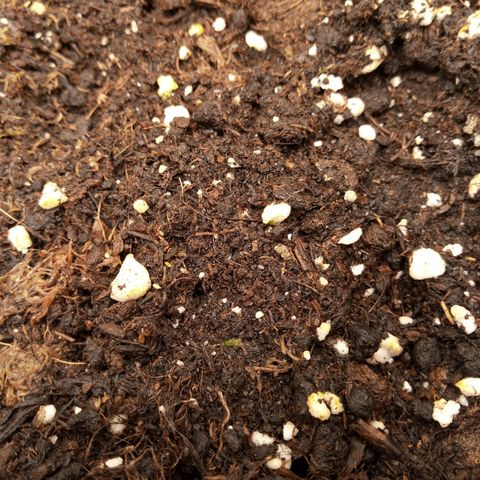 Chocolope*2 + Sherbet Queen 👑 growlog photo: They are alle kinda up. 2 look like they have problems growing out of the stem. Had it before outside too with this chocolope seeds. I thought something ate it. Now I'm not so sure anymore 😊