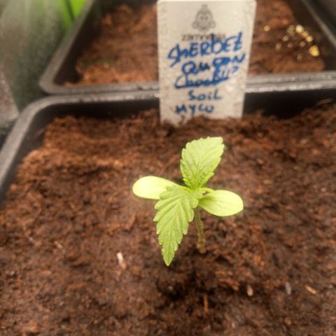 Chocolope*2 + Sherbet Queen 👑 growlog timeline photo