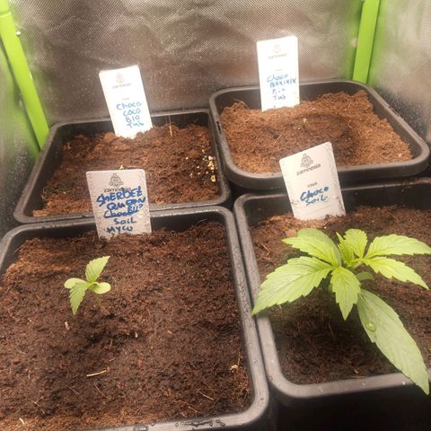 Chocolope*2 + Sherbet Queen 👑 growlog timeline photo