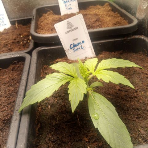 Chocolope*2 + Sherbet Queen 👑 growlog timeline photo