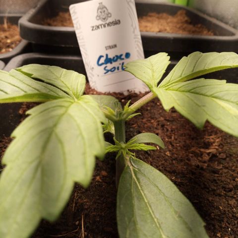 Chocolope*2 + Sherbet Queen 👑 growlog photo: Topped #1