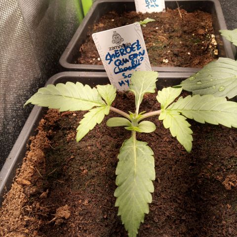 Chocolope*2 + Sherbet Queen 👑 growlog timeline photo
