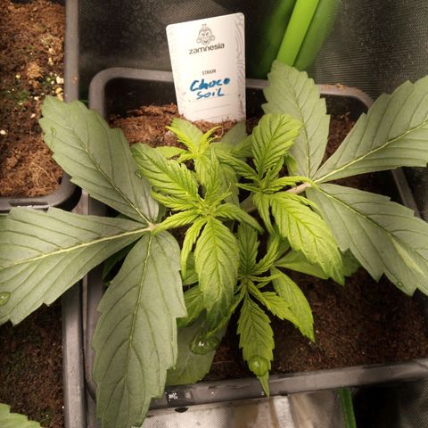 Chocolope*2 + Sherbet Queen 👑 growlog timeline photo