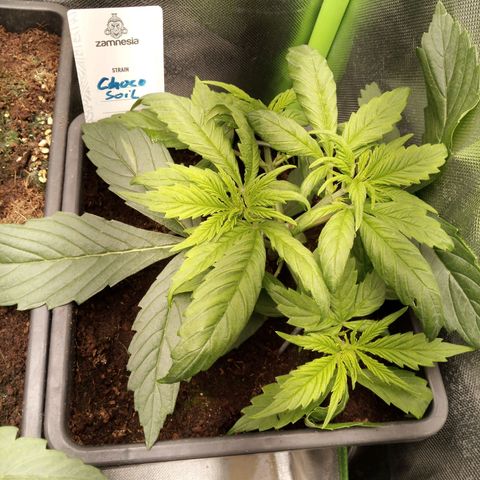 Chocolope*2 + Sherbet Queen 👑 growlog timeline photo