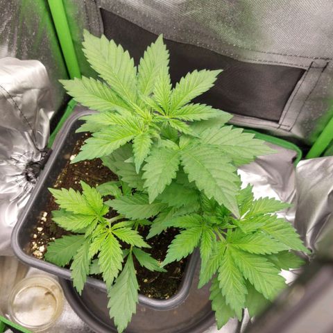Chocolope*2 + Sherbet Queen 👑 growlog timeline photo