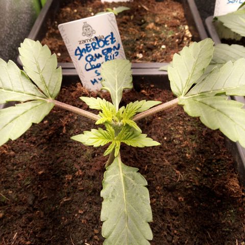 Chocolope*2 + Sherbet Queen 👑 growlog timeline photo