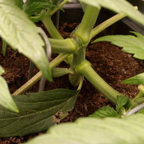 Chocolope*2 + Sherbet Queen 👑 growlog timeline photo