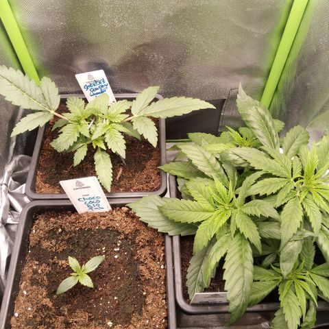 Chocolope*2 + Sherbet Queen 👑 growlog timeline photo