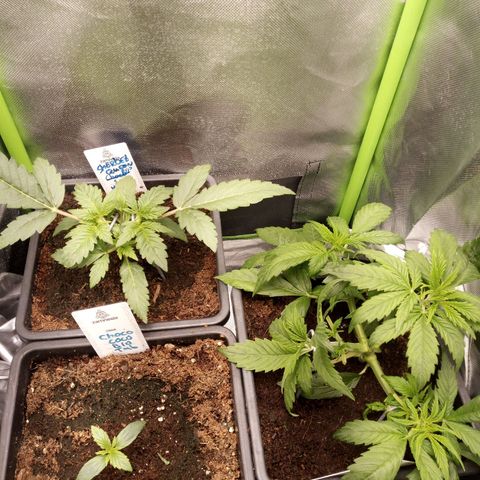 Chocolope*2 + Sherbet Queen 👑 growlog timeline photo