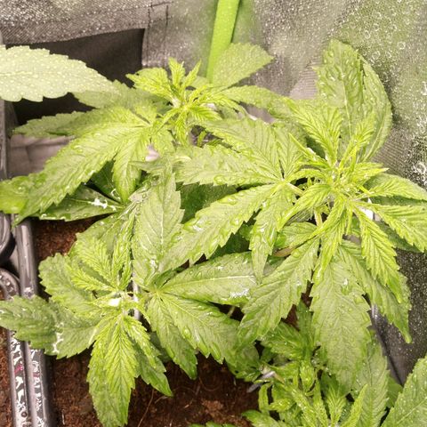Chocolope*2 + Sherbet Queen 👑 growlog timeline photo