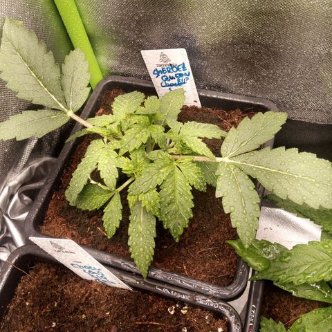 Chocolope*2 + Sherbet Queen 👑 growlog timeline photo