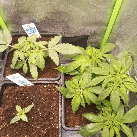 Chocolope*2 + Sherbet Queen 👑 growlog timeline photo