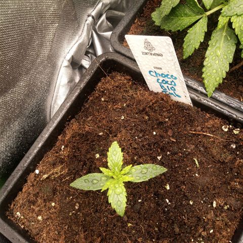 Chocolope*2 + Sherbet Queen 👑 growlog timeline photo