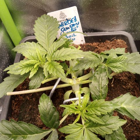 Chocolope*2 + Sherbet Queen 👑 growlog timeline photo