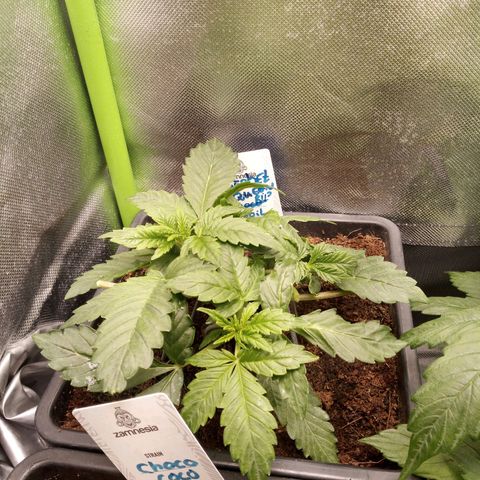 Chocolope*2 + Sherbet Queen 👑 growlog timeline photo