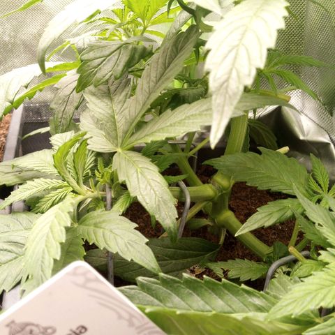 Chocolope*2 + Sherbet Queen 👑 growlog timeline photo