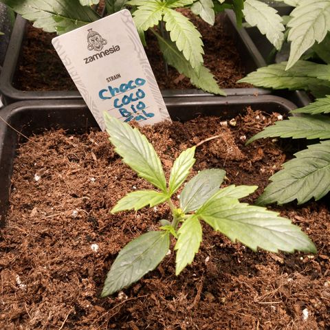 Chocolope*2 + Sherbet Queen 👑 growlog timeline photo