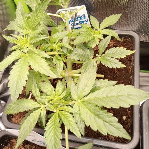 Chocolope*2 + Sherbet Queen 👑 growlog timeline photo