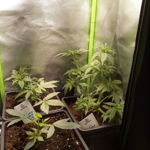 Chocolope*2 + Sherbet Queen 👑 growlog timeline photo