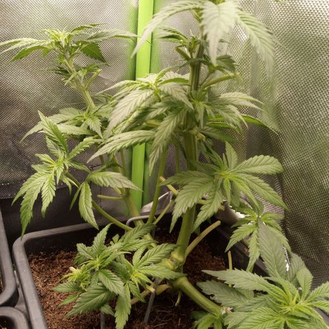 Chocolope*2 + Sherbet Queen 👑 growlog timeline photo