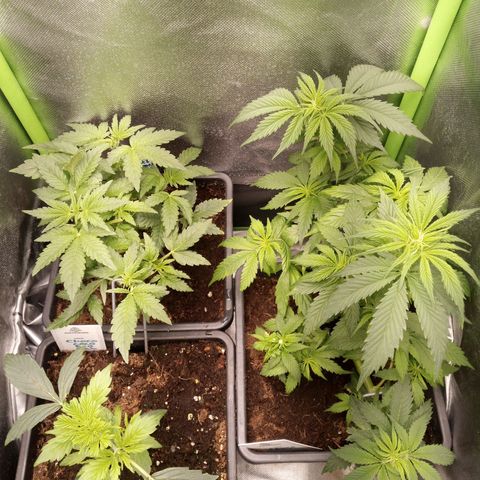 Chocolope*2 + Sherbet Queen 👑 growlog timeline photo