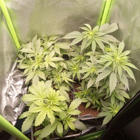 Chocolope*2 + Sherbet Queen 👑 growlog photo: Defoliation! 