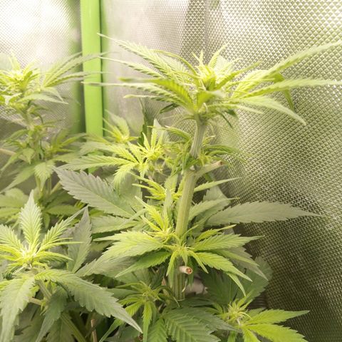 Chocolope*2 + Sherbet Queen 👑 growlog timeline photo