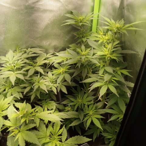 Chocolope*2 + Sherbet Queen 👑 growlog timeline photo