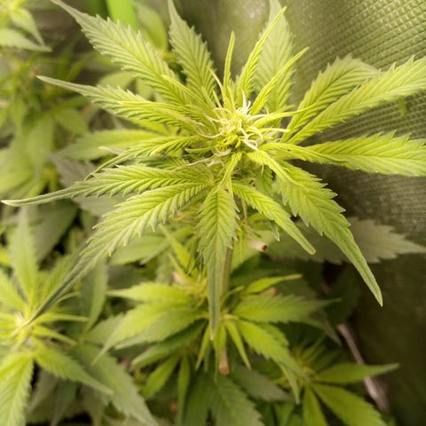 Chocolope*2 + Sherbet Queen 👑 growlog timeline photo