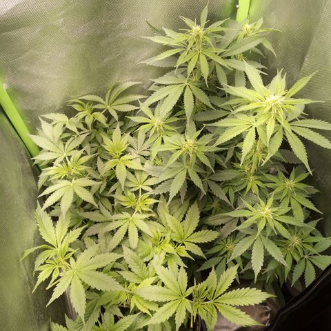 Chocolope*2 + Sherbet Queen 👑 growlog photo: This is the moment I choose to change the light schedule.