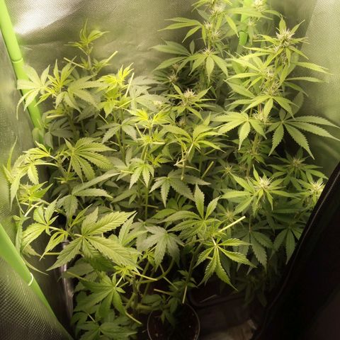 Chocolope*2 + Sherbet Queen 👑 growlog photo: You can see the other grow like hell. Changed the light schedule to early for those 2 on left side.