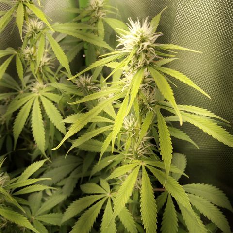 Chocolope*2 + Sherbet Queen 👑 growlog photo: Damn plants won't stop growing.😭
Buds of nr1 look fine.